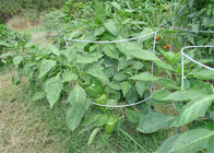 42 In 8 Guage Wire Tomato Plant Support For Garden